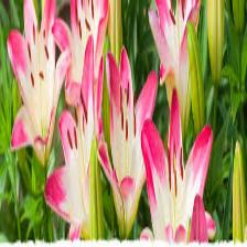 Lily-Train (1161).jpeg