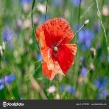 Poppy-Train (1025).jpeg
