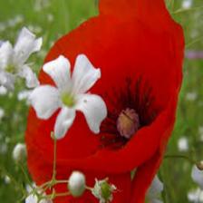 Poppy-Train (1056).jpeg
