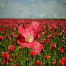 Poppy-Train (1081).jpeg