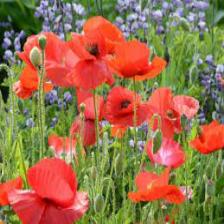 Poppy-Train (1158).jpeg