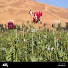 Poppy-Train (1171).jpeg