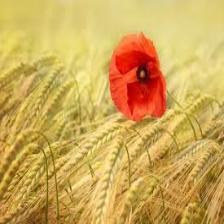 Poppy-Train (1291).jpeg