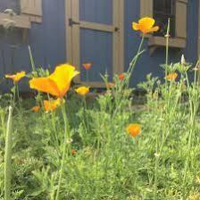 Poppy-Train (1426).jpeg