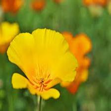 Poppy-Train (1467).jpeg