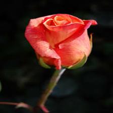 Rose-Train (1070).jpeg