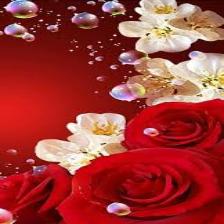 Rose-Train (1171).jpeg