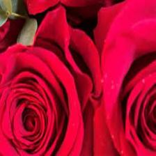 Rose-Train (1485).jpeg