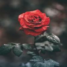 Rose-Train (1497).jpeg