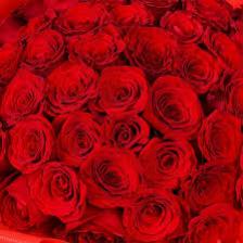 Rose-Train (159).jpeg