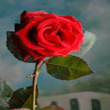 Rose-Train (261).jpeg