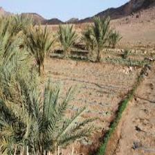 Desert-Train (1543).jpeg