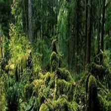 Forest-Train (1280).jpeg