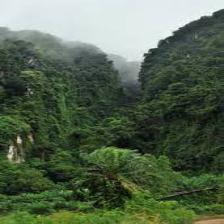 Forest-Train (1284).jpeg