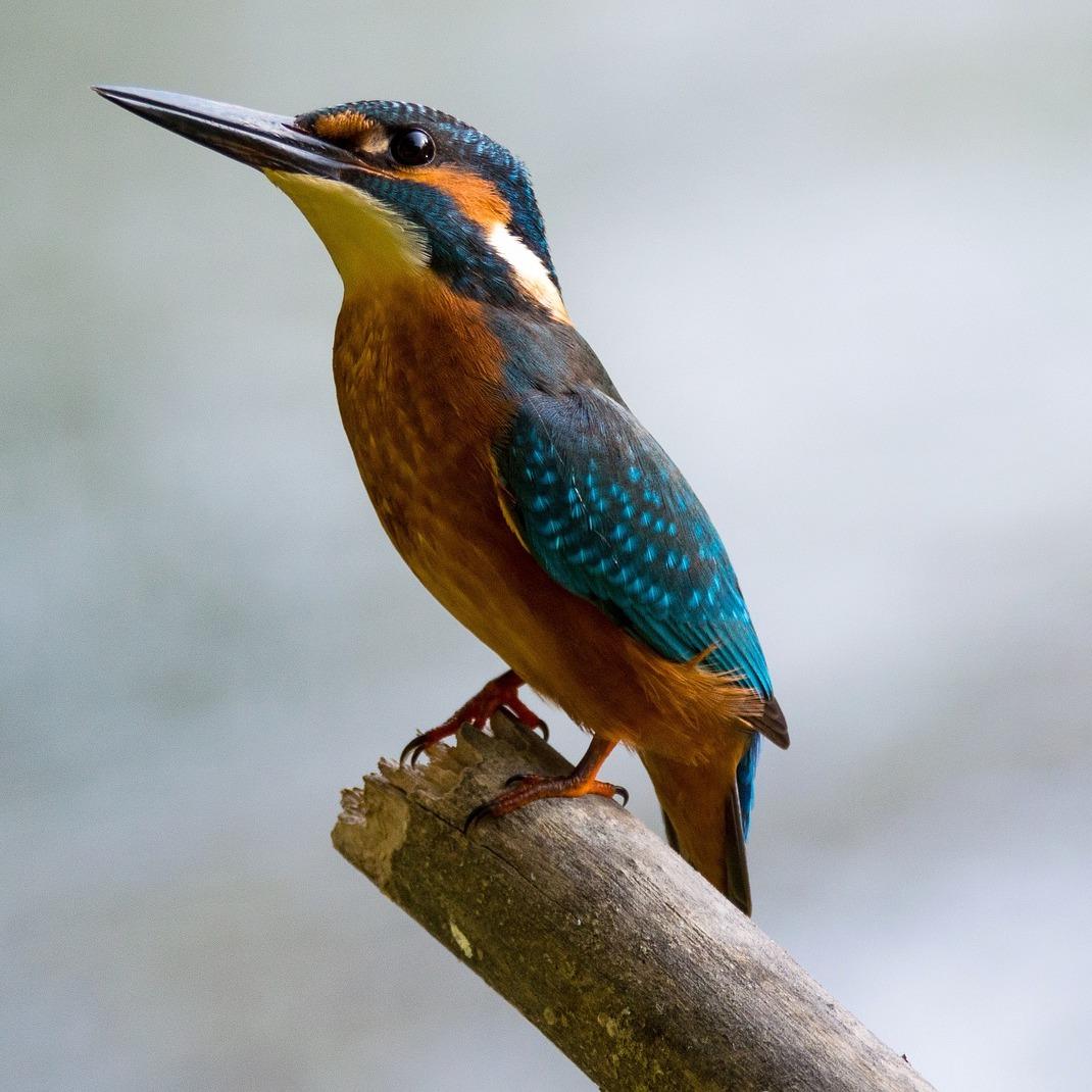 3bird.jpeg
