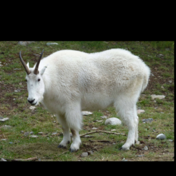 mountain_goat.png