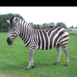 zebra.png