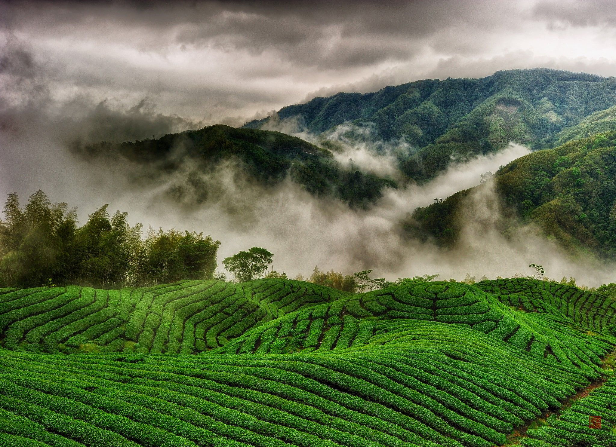 tea-estate.jpg