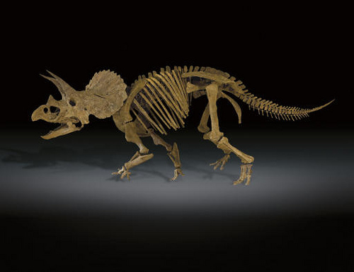 triceratops