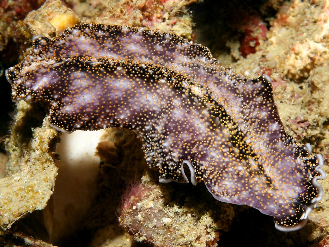n01924916_flatworm.JPEG