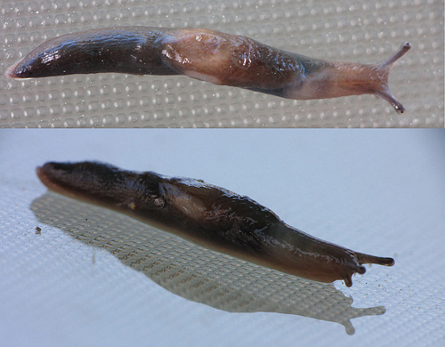 n01945685_slug.JPEG