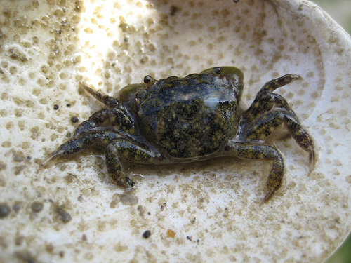 n01978455_rock_crab.JPEG