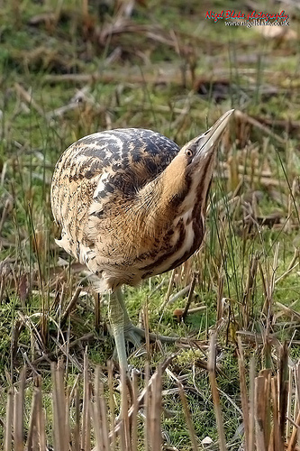 n02011460_bittern.JPEG