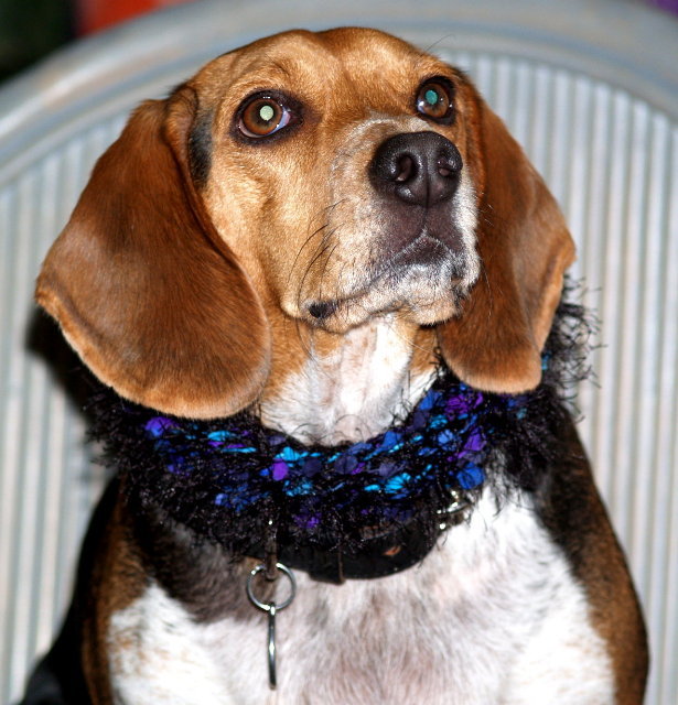 n02088364_beagle.JPEG