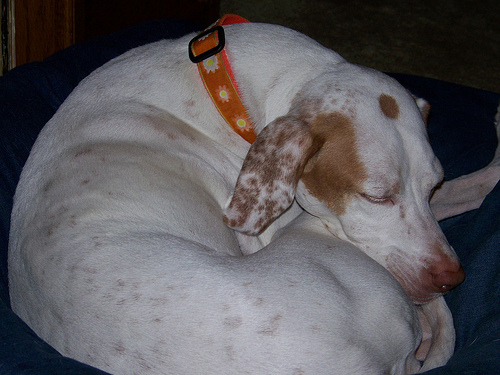 n02100735_English_setter.JPEG