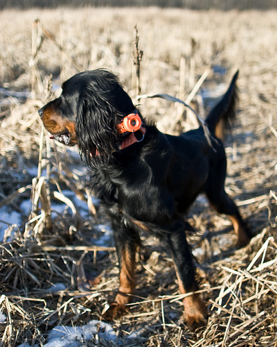 n02101006_Gordon_setter.JPEG