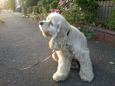 n02102318_cocker_spaniel.JPEG
