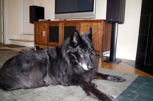 n02105056_groenendael.JPEG