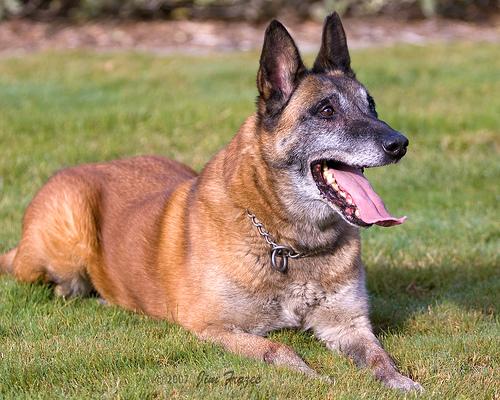 n02105162_malinois.JPEG