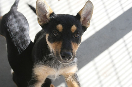 n02105412_kelpie.JPEG