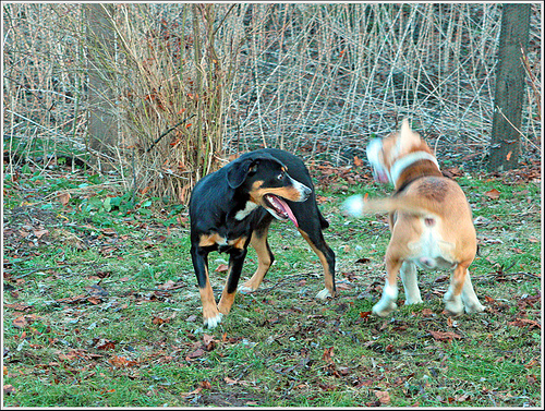 n02108000_EntleBucher.JPEG