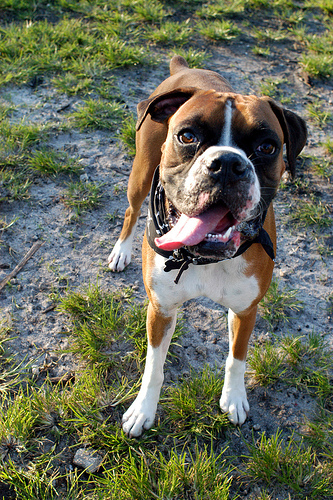 n02108089_boxer.JPEG