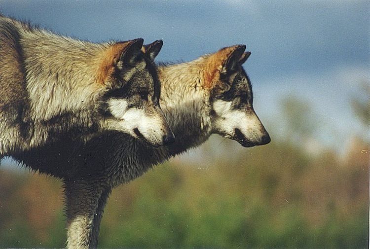 n02114367_timber_wolf.JPEG