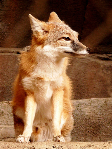 n02119789_kit_fox.JPEG
