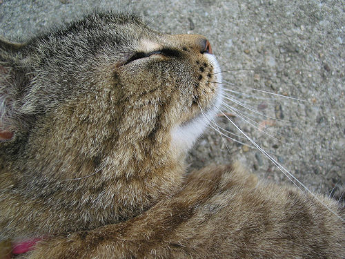n02123159_tiger_cat.JPEG