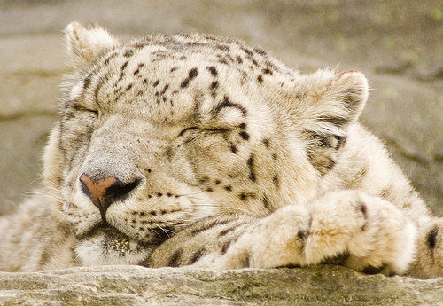 n02128757_snow_leopard.JPEG