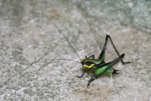 n02226429_grasshopper.JPEG