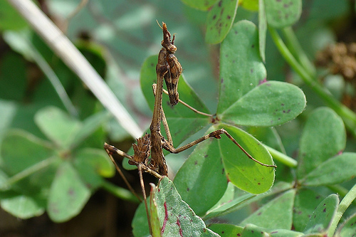 n02236044_mantis.JPEG