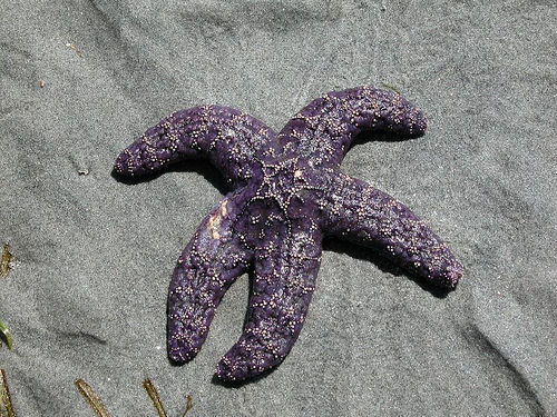 n02317335_starfish.JPEG