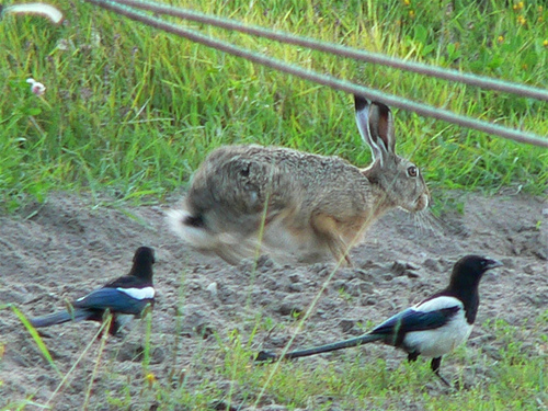 n02326432_hare.JPEG