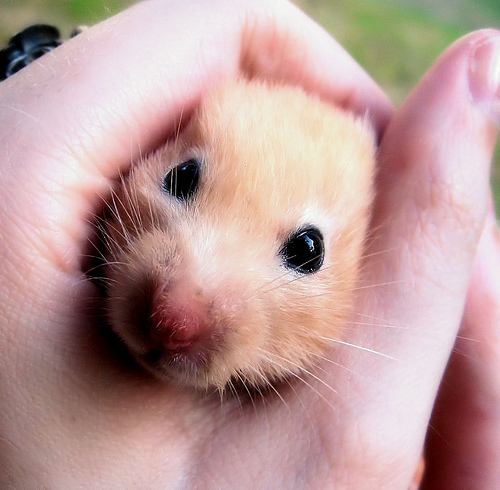 n02342885_hamster.JPEG
