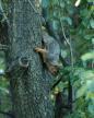 n02356798_fox_squirrel.JPEG