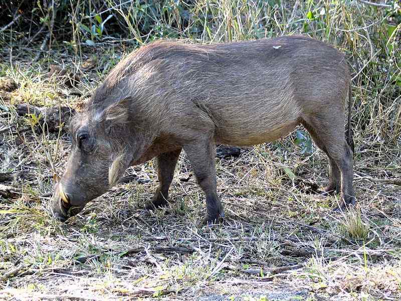 n02397096_warthog.JPEG