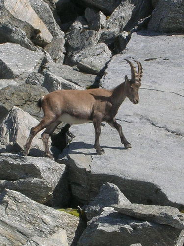 n02417914_ibex.JPEG