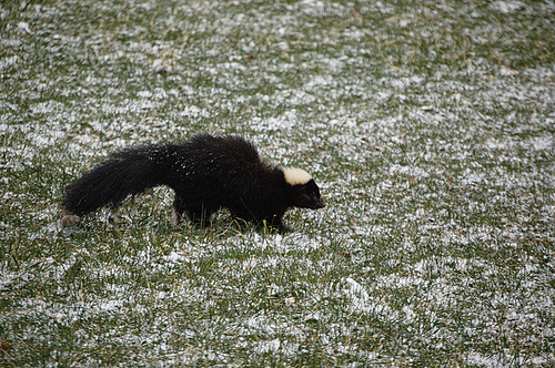 n02445715_skunk.JPEG