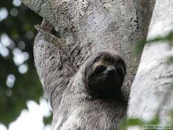 n02457408_three-toed_sloth.JPEG
